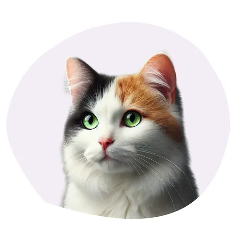 Japanese Bobtail Poil Long